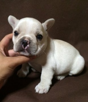 フレンチブルドッグ【香川県・男の子・2016年7月1日・クリーム】の写真「ブサカワなクリームくんです♪」