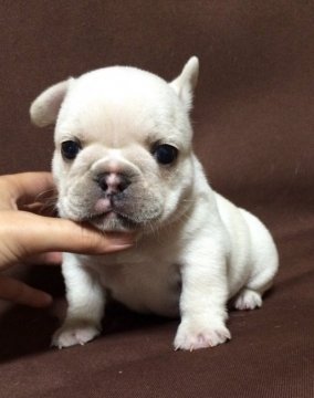 フレンチブルドッグ【香川県・男の子・2015年11月13日・クリーム】の写真「お鼻はまだ黒くなってきます(*^^*)」