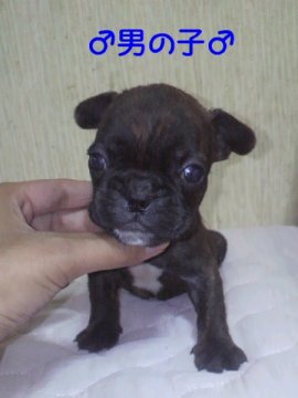 フレンチブルドッグ【香川県・男の子・2012年7月15日・ブリンドル(タイガーブリンドル)】の写真「」