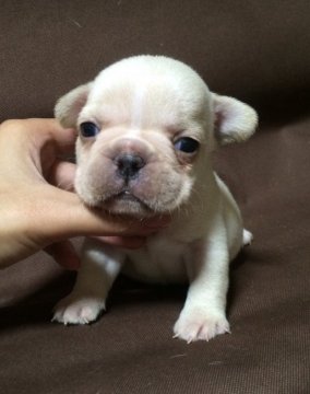 フレンチブルドッグ【香川県・男の子・2016年10月2日・クリーム】の写真「子豚のような小さなクリーム男の子です(❁´ω`❁)」
