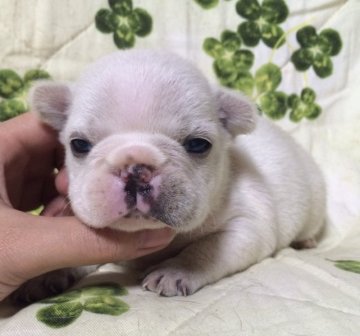 フレンチブルドッグ【香川県・男の子・2015年2月19日・クリーム(お顔にブレーズ有)】の写真「お鼻・口周りの色素はまだこれから黒くなります♪」