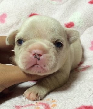 フレンチブルドッグ【香川県・女の子・2014年7月18日・クリーム】の写真「小さな子豚ちゃん2号（笑）」