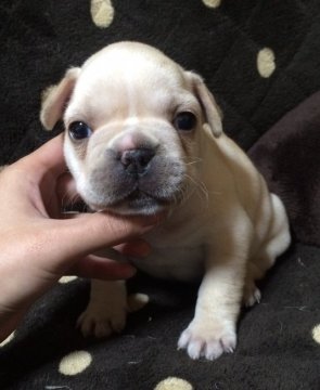 フレンチブルドッグ【香川県・男の子・2016年2月3日・クリーム(濃いクリーム色)】の写真「濃いめのクリームBOY♪」