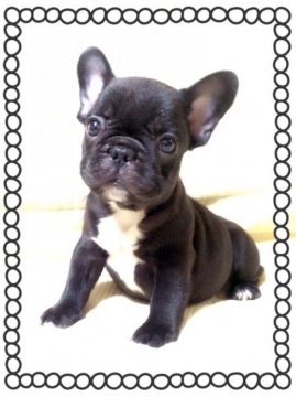 フレンチブルドッグ【香川県・女の子・2016年7月14日・ブリンドル】の写真「バランス◎コンパクトなブリンドルちゃん♪」