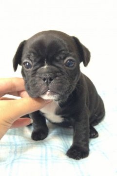 フレンチブルドッグ【香川県・女の子・2013年5月12日・ブリンドル(ほぼ黒)】の写真「丸々コロコロ毛艶ピカピカの可愛いブリンドル♪」