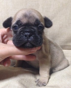 フレンチブルドッグ【香川県・女の子・2014年1月5日・フォーン】の写真「小ぶりなフォーンちゃん♪」