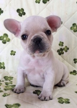 フレンチブルドッグ【香川県・男の子・2014年8月30日・クリーム(白に近いクリーム)】の写真「小ぶりなクリームくんです♪」
