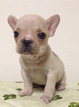 フレンチブルドッグ【香川県・女の子・2014年2月24日・クリーム】の写真「早い者勝ち‼︎小ぶりで可愛いクリーム女の子♪」