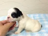 フレンチブルドッグ【香川県・男の子・2013年5月22日・パイド】の写真2
