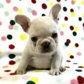 フレンチブルドッグ【香川県・女の子・2023年5月9日・クリーム】の写真2