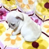 フレンチブルドッグ【香川県・女の子・2023年5月9日・クリーム】の写真4