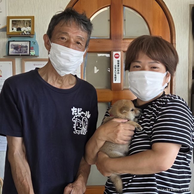 伊井勇人ブリーダーのブログ：✨️柴犬めいちゃん✨️💕お迎えありがとうございました🙇‍♂️