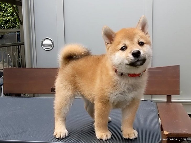 豆柴認定犬 虎鉄の子 本日巣立って行きました 愛知県t様ありがとうございました 伊井勇人ブリーダー みんなのブリーダー 豆柴認定犬 虎鉄の子 本日巣立って行きました 愛知県t様ありがとうございました 伊井勇人ブリーダー みんなのブリーダー