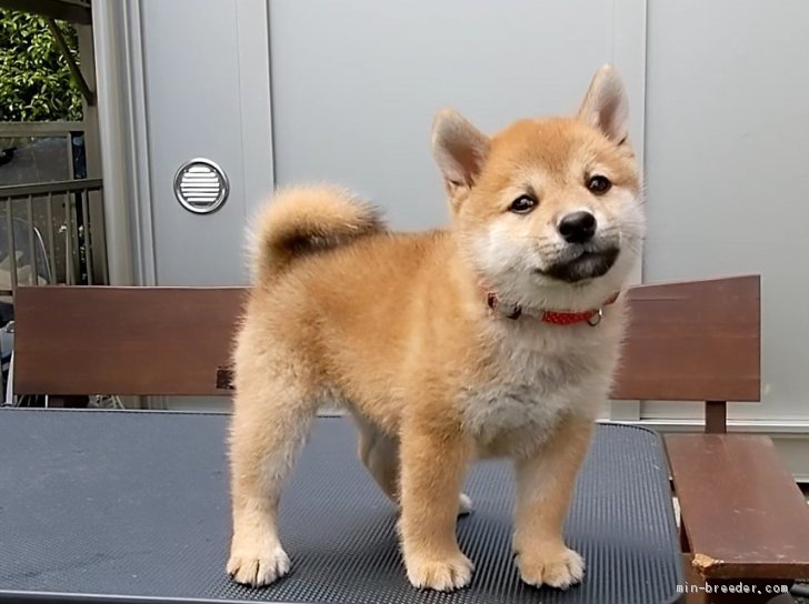 伊井勇人ブリーダーのブログ｜豆柴認定犬🐈虎鉄の子本日巣立って行き