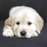 ゴールデンレトリバー【三重県・男の子・2025年10月16日・クリーム/ゴールド】の写真4