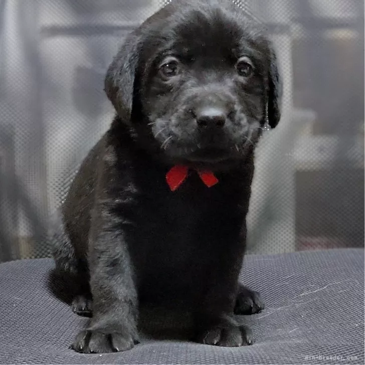ID:2412-02829の子犬