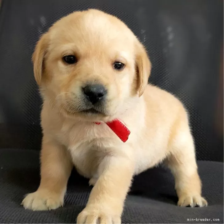 ID:2502-03930の子犬