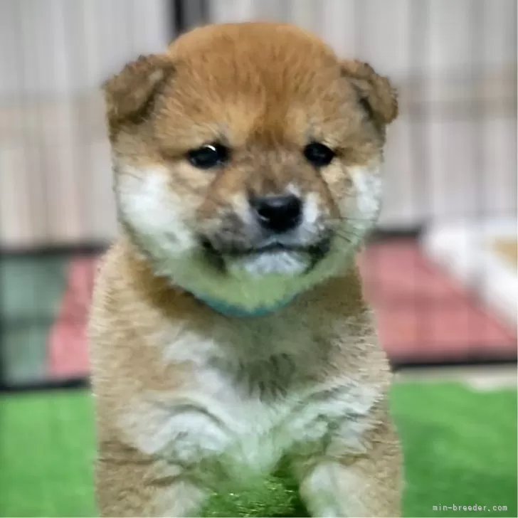 ワンスキ 様のお迎えした子犬