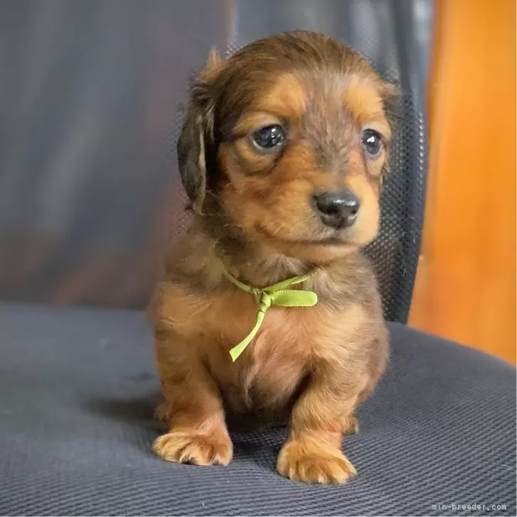 ID：2502-00246の子犬