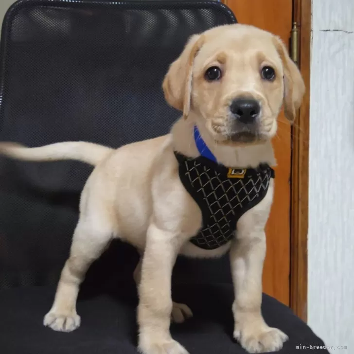 ゆう 様のお迎えした子犬