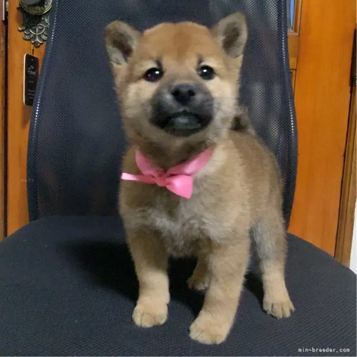 ID:2412-05065の子犬