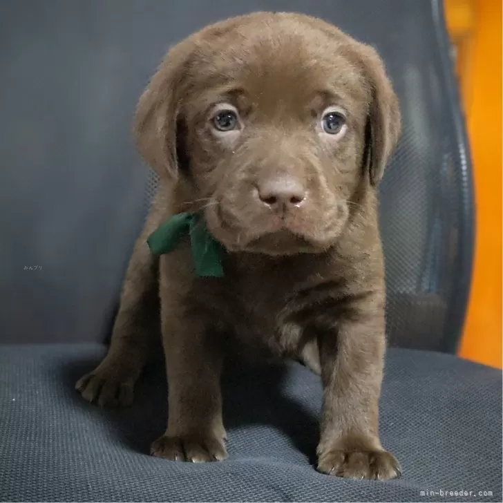 ID:2502-00480の子犬