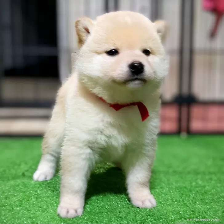 サクラ 様のお迎えした子犬