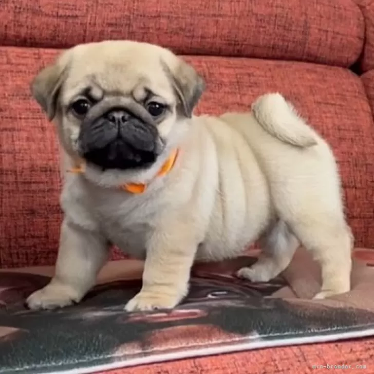S 様のお迎えした子犬