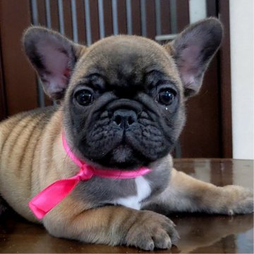 フレンチブルドッグ【三重県・女の子・2024年9月26日・フォーン】の写真「★容姿綺麗なフォーン女の子★ムチムチです★」