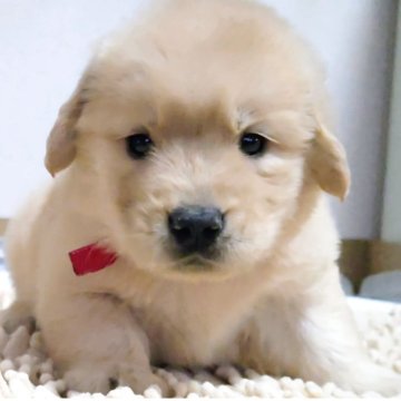 ゴールデンレトリバー【三重県・女の子・2025年9月22日・ゴールデン】の写真「★優良血統★遺伝子検査ok★可愛い女の子」