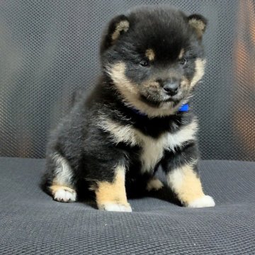 柴犬(豆柴)【三重県・男の子・2025年2月24日・黒】の写真「★両親犬共に4代祖全て豆柴サイズ★遺伝子クリア★」