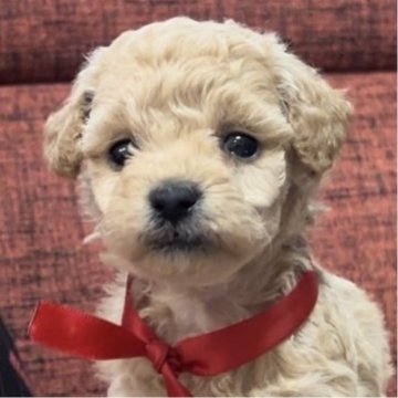 トイプードル(タイニー)【三重県・女の子・2024年10月31日・ペールフォーン(クリーム)】の写真「★両親遺伝子検査クリア★綺麗なクリーム女の子★」