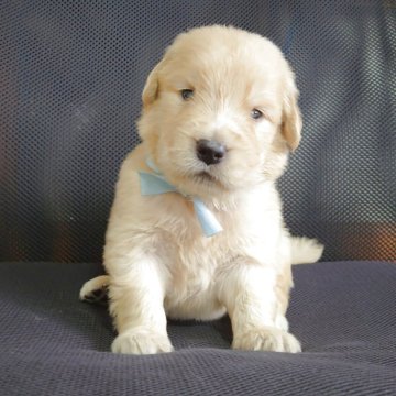 ゴールデンレトリバー【三重県・女の子・2025年9月22日・ゴールデン】の写真「★ベストなサイズ★優良血統★アメリカンType」