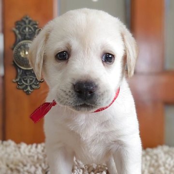 ラブラドールレトリバー【三重県・女の子・2025年7月10日・イエロー】の写真「ホワイトな女の子♥️」