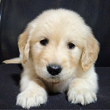 ゴールデンレトリバー【三重県・女の子・2025年10月16日・クリーム/ゴールド】の写真「★両親遺伝子クリア★タレ目が可愛い女の子★」