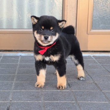 柴犬(豆柴)【三重県・女の子・2025年10月1日・黒】の写真「★可愛い豆柴女の子★両親遺伝子検査クリア」