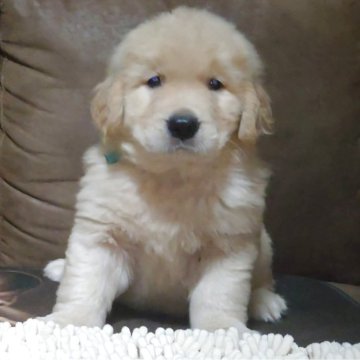 ゴールデンレトリバー【三重県・男の子・2025年9月22日・ゴールデン】の写真「★丸々ボディ★太く短いマズル★短足★優良血統」