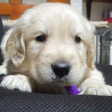 ゴールデンレトリバー【三重県・男の子・2025年10月16日・クリーム/ゴールド】の写真「★両親遺伝子クリア★可愛いお顔の男の子★」