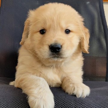 ゴールデンレトリバー【三重県・男の子・2025年3月3日・ゴールド】の写真「✨赤毛の男の子✨両親犬遺伝子検査3項目クリア✨」