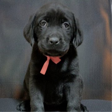 ラブラドールレトリバー【三重県・女の子・2024年10月28日・ブラック】の写真「★ベストサイズな女の子★優良血統★」
