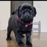 パグ
