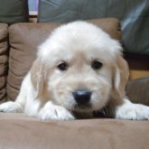 ゴールデンレトリバー