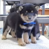 豆柴【三重県・男の子・2025年10月1日・黒】の写真1