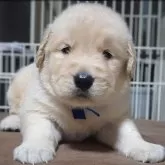 ゴールデンレトリバー【三重県・男の子・2025年9月22日・ゴールデン】の写真1