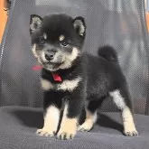 豆柴