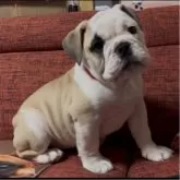 ブルドッグ【三重県・女の子・2024年10月23日・フォーン&ホワイト】の写真2