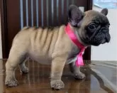 フレンチブルドッグ【三重県・女の子・2024年9月26日・フォーン】の写真4