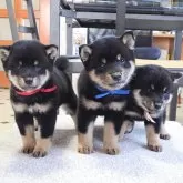 豆柴【三重県・女の子・2025年10月1日・黒】の写真4「左の子になります」