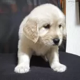 ゴールデンレトリバー【三重県・男の子・2025年10月16日・クリーム/ゴールド】の写真8