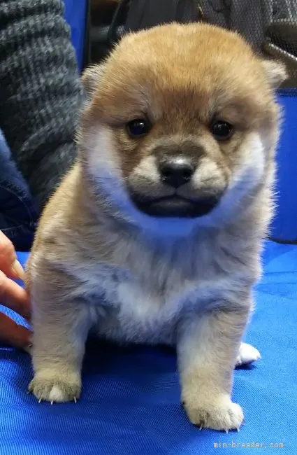 ID:2001-03058の子犬